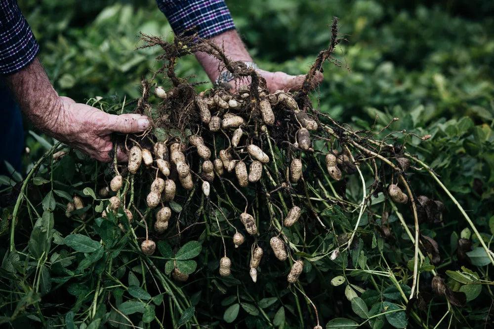 Pindaplant wordt uit de grond gehaald